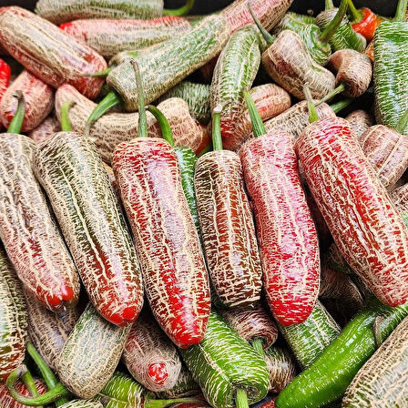 Nadir Ata Tohumları Jalapeno Farmers Biber Tohumu (10 tohum)