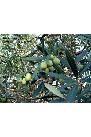 Zeytin Yaprak Gübresi 20 Kg