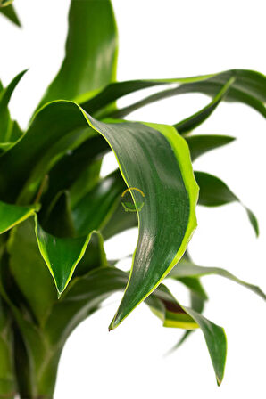 Dracaena Fragrans Dorado Bitkisi XL Boy