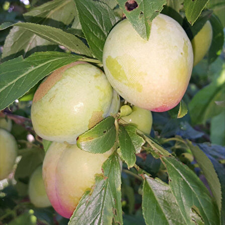 Tüplü Kendine Verimli AromasıYüksek Yarı Bodur Ambra Erik Fidanı