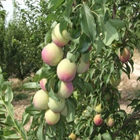 Tüplü Kendine Verimli AromasıYüksek Yarı Bodur Ambra Erik Fidanı