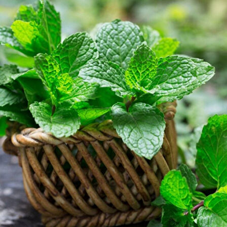 Ata Tohumları Geleneksel Peppermint Nane Tohumu (150 tohum)