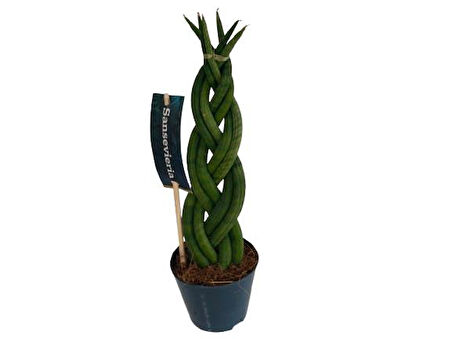 ÖRGÜLÜ SANSEVERIA CYLINDRICA
