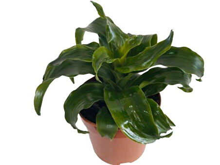 DRACAENA JANET CRAİG