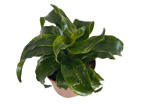 DRACAENA JANET CRAİG