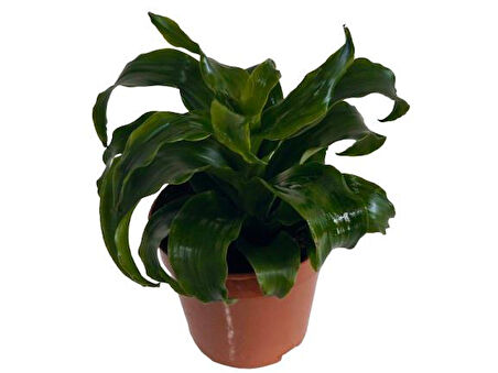 DRACAENA JANET CRAİG