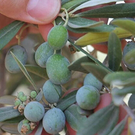 Yüksek Polifenollü Susuzluğa Dayanıklı Sofralık Kilis Yağlık Zeytin Fidanı (10-20 CM)