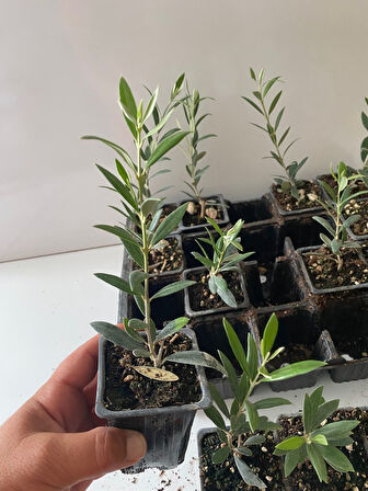 Nikah Düğün Organizasyon İçin Hediyelik Mini Saksıda Zeytin Fidanı (10 Adet)