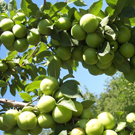 Tüplü AromasI Mükemmel Erkenci Yeşil Can Erik Fidanı