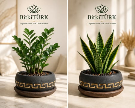 Dekoratif Beton Saksı ve Altlık Seti 18x9 cm Bonsai Saksısı Sukulent Saksısı İç Mekan Bitki Saksısı