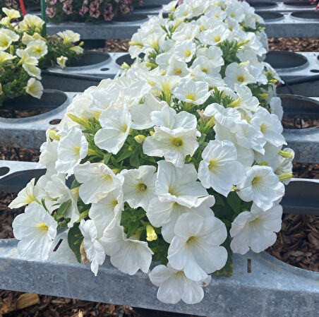 İri Çiçekli Sarkıcı Sarkan Fortado White Petunya Çiçeği Fidesi (1 Adet Fide)