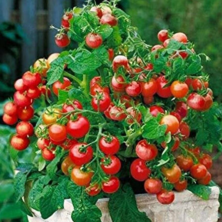 Geleneksel Ata Tohumları Saksılık Tiny Tim Domates Tohumu (10 Tohum)