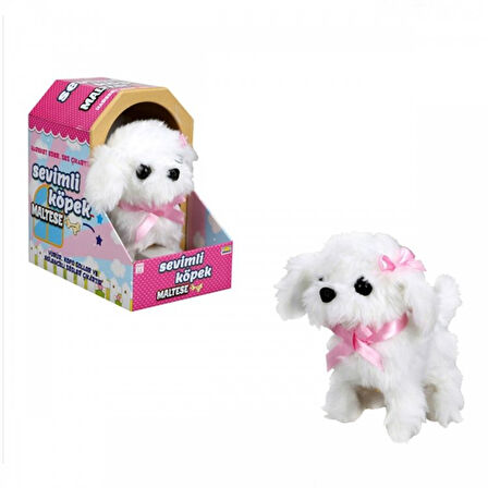 Sevimli Köpek Maltese
