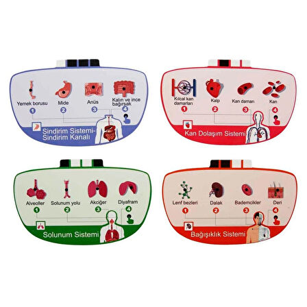 Sesli İnsan Vücudu Modeli Bilim Seti