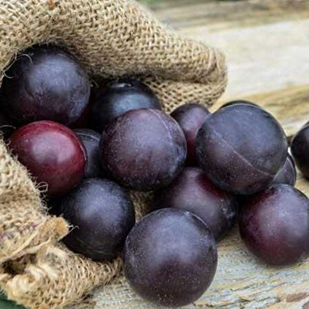 Geleneksel Kastamonu Üryani Soğuklara Dayanıklı Yüksek Verimli Siyah Erik Fidanı