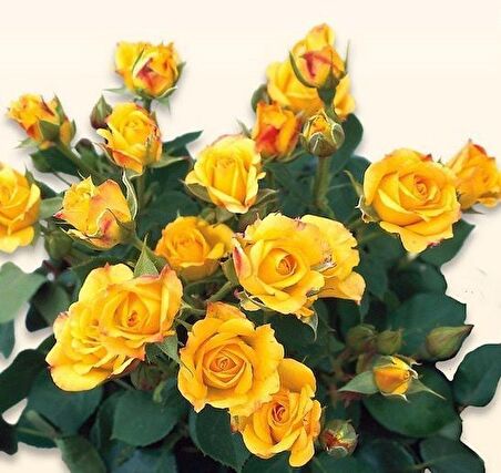 Tüplü Kordes Rosen Yediveren Yellow Taifun Gül Fidanı