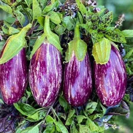 Yerli Doğal Yamula Patlıcanı Pijamalı Patlıcan Tohumu 50 Adet Tohum