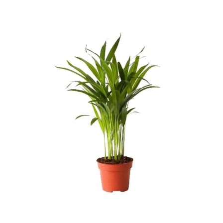 Areca Mini Palmiye - 12Cm Plastik Saksıda