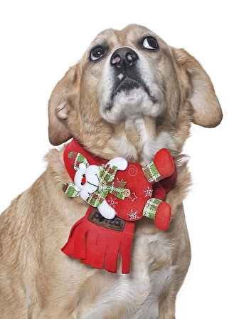 Polar Köpek Atkısı - Yoruba