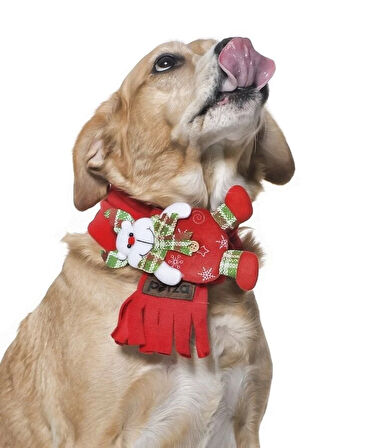 Polar Köpek Atkısı - Yoruba