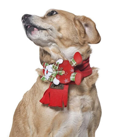 Polar Köpek Atkısı - Yoruba