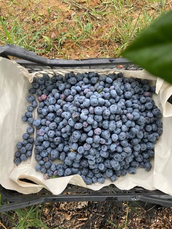 YABAN MERSİNİ ÖZÜ (250 Gr)