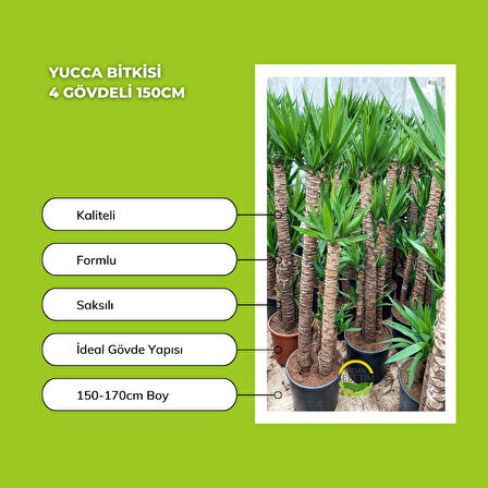 Yucca Bitkisi 4 Gövdeli 150-170cm