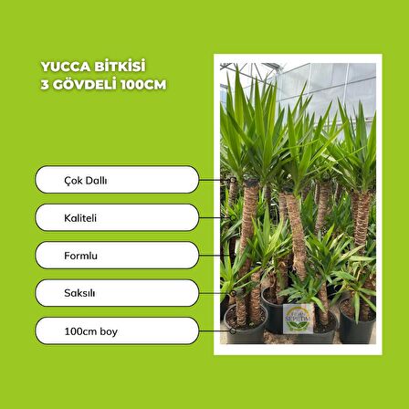 Yucca Bitkisi 3 Gövdeli 100cm