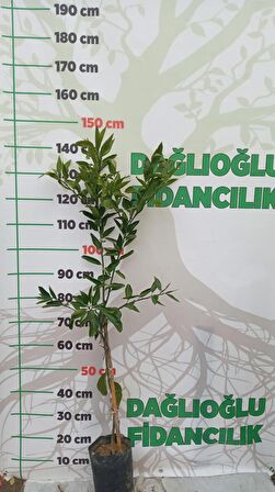 Yediveren Limon Ve Satsuma Mandalina Fidanı Paketi