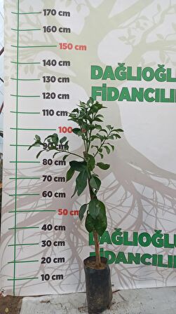 Yediveren Limon Ve Satsuma Mandalina Fidanı Paketi