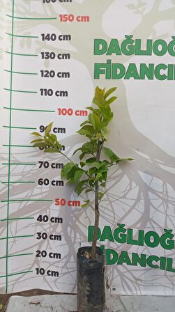 Yediveren Limon Ve Satsuma Mandalina Fidanı Paketi