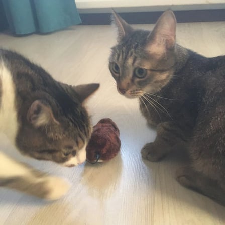 Buffer® Kurmalı Kedi Eğitim Oyuncağı Tüylü Peluş Fare Yakalama İnteraktif Sevimli Eğlenceli Oyuncak