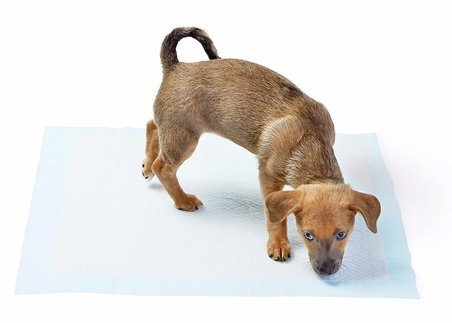 Hediyelik Yıkanabilir Köpek Çiş Pedi - 100 X 100 Cm 5li Paket