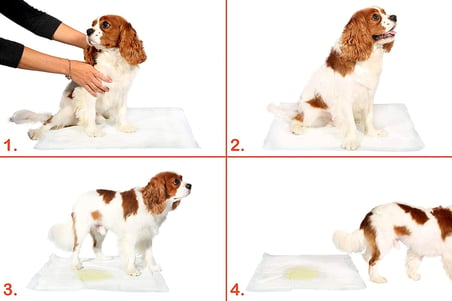Hediyelik Yıkanabilir Köpek Çiş Pedi - 90 X 60 Cm 5li Paket