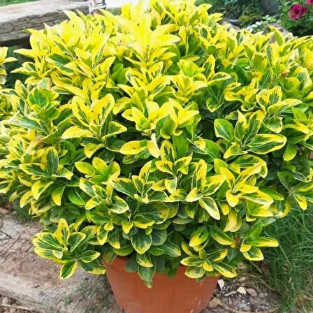 Tüplü Soğuklara Dayanıklı Herdem Yeşil Gold Taflan Fidanı