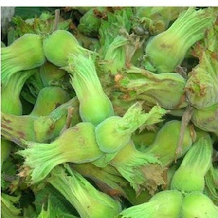 Kabuklu Taze Yeşil Fındık 2 kg