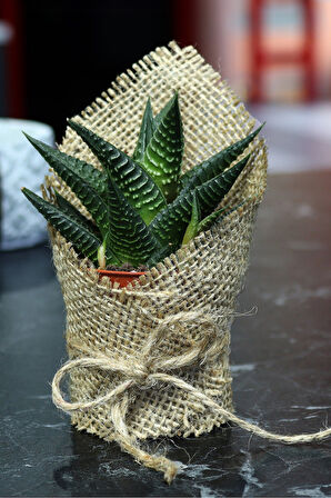 Kırmızı Kupa & Canlı Sukulent Çiçek & Alerya Premium Filtre Kahve Hediye Seti