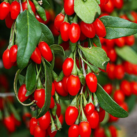 Soğuklara Dayanıklı İnstant Success Kırmızı Meyveli Goji Berry Fidanı Seneye Meyve Verir