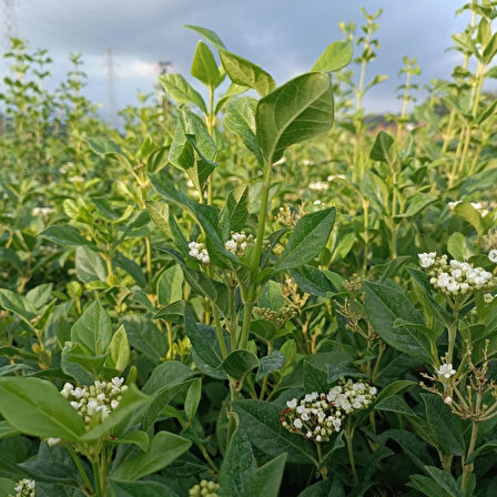 Yaprak Dökmeyen Kartopu Fidanı 'Viburnum tinus'