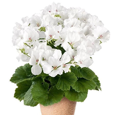 Clarion  White Beyaz Çiçekli Sardunya Canan Çiçeği Fidesi (1  Adet)