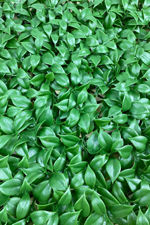 YAPAY YEŞİL LİMON YAPRAĞI BİTKİ DUVAR KAPLAMA 50X50 CM