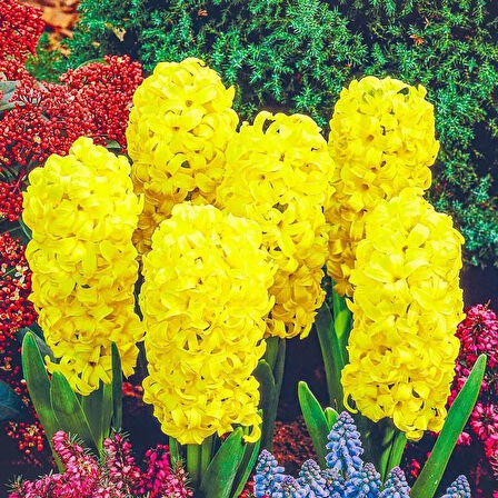 Yoğun Kokulu Gipsy Princess Sarı Sümbül Soğanı(3 det)