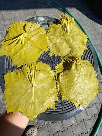 Ycl Salamura
