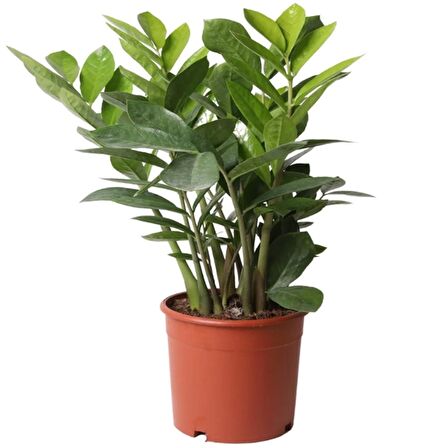 Zamioculcas Zamifolia Zamia Çiçeği 30-40cm