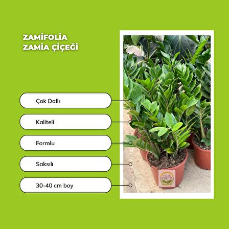 Zamioculcas Zamifolia Zamia Çiçeği 30-40cm