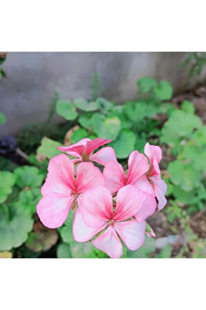 LightPink Pembe Sardunya Çiçeği Fidesi 10-20 cm