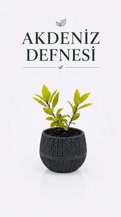 Canlı Akdeniz Defnesi Fidesi Aromatik Mutfak Ve Bahçe Bitkisi 2 Köklü Saksılı