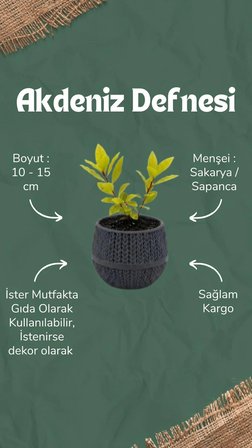 Canlı Akdeniz Defnesi Fidesi Aromatik Mutfak Ve Bahçe Bitkisi 2 Köklü Saksılı