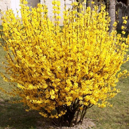 Tüplü Soğuklara Dayanıklı Bodur Altın Çanı Fidanı