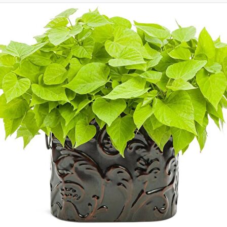 Papas Light GreenTatlı Patates Fidesi(1 Adet)